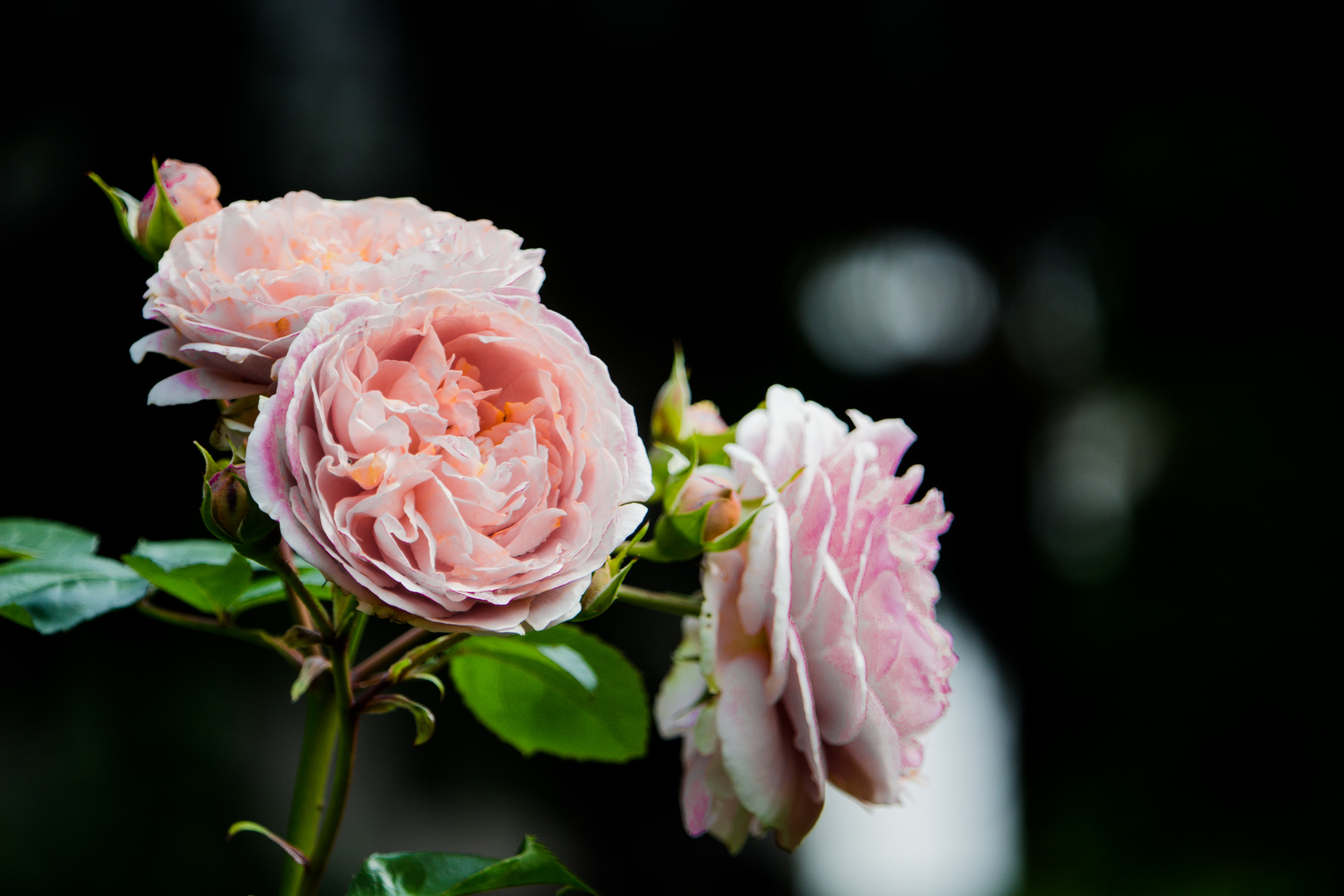 Blumen_Garten_Rosa