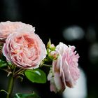 Blumen_Garten_Rosa