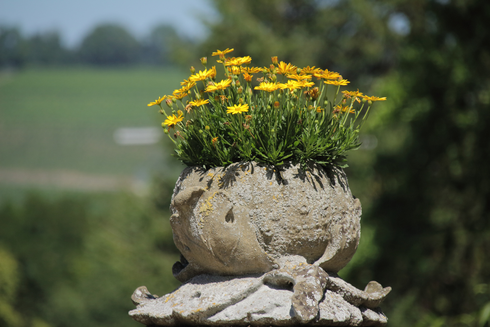 Blumengebilde teil 2