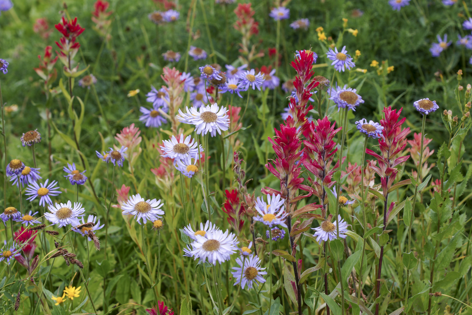 Blumengesellschaft