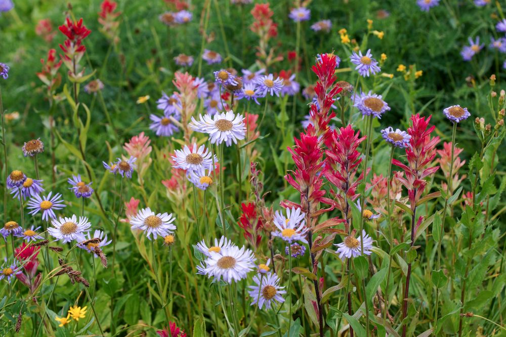 Blumengesellschaft