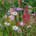 Blumengesellschaft