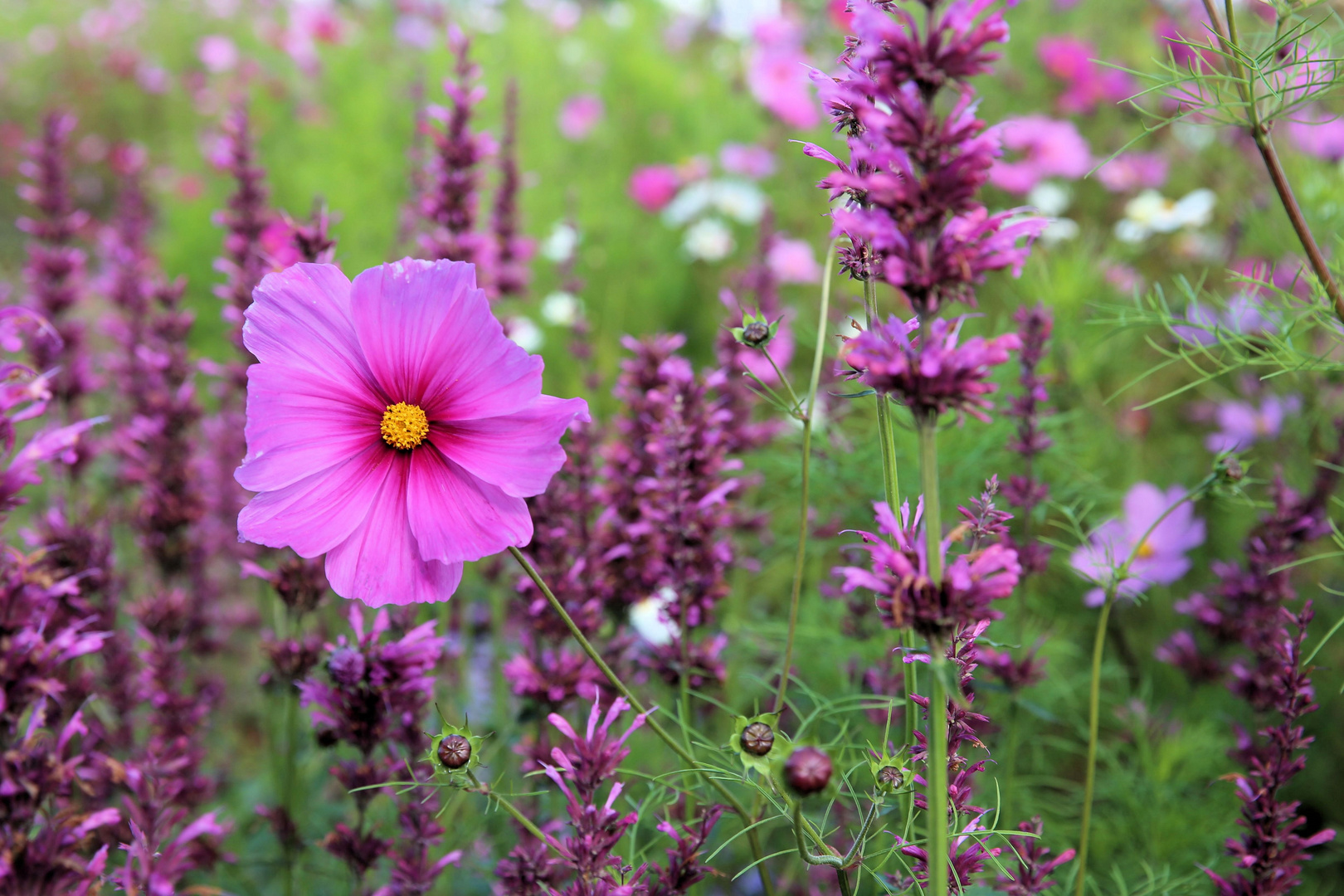 Blumengewächse im Herbst