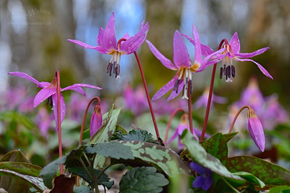 Blumengrüppchen