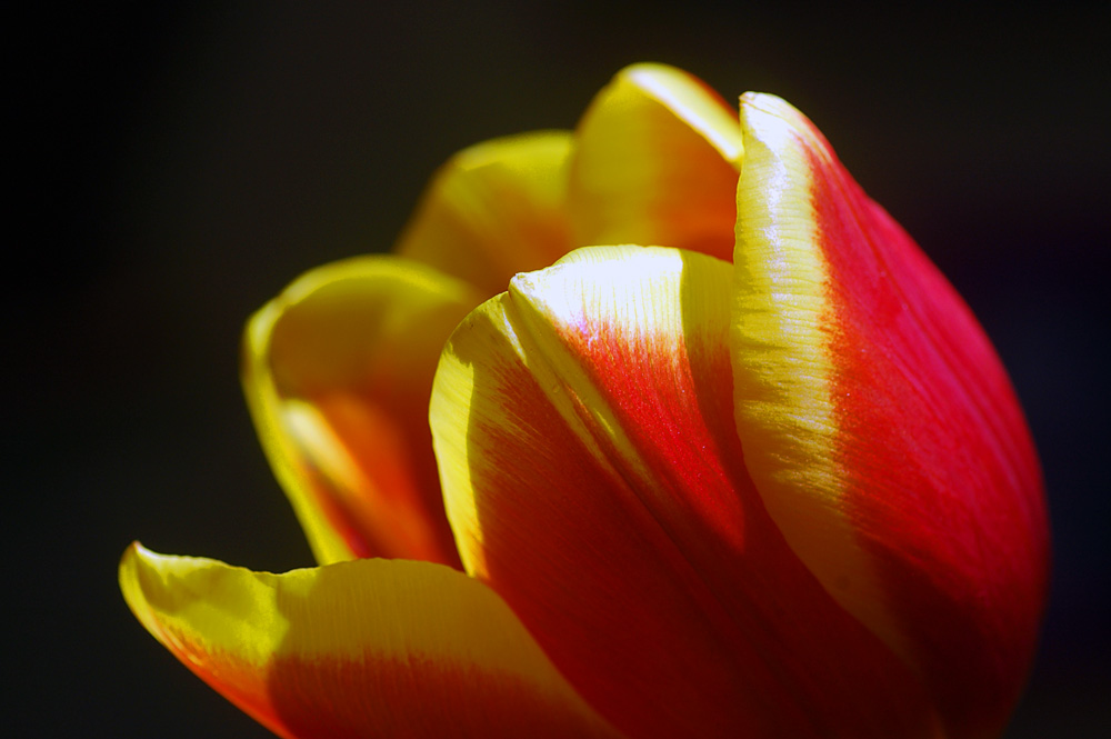 Blumengrüße Foto & Bild | pflanzen, pilze & flechten, blüten