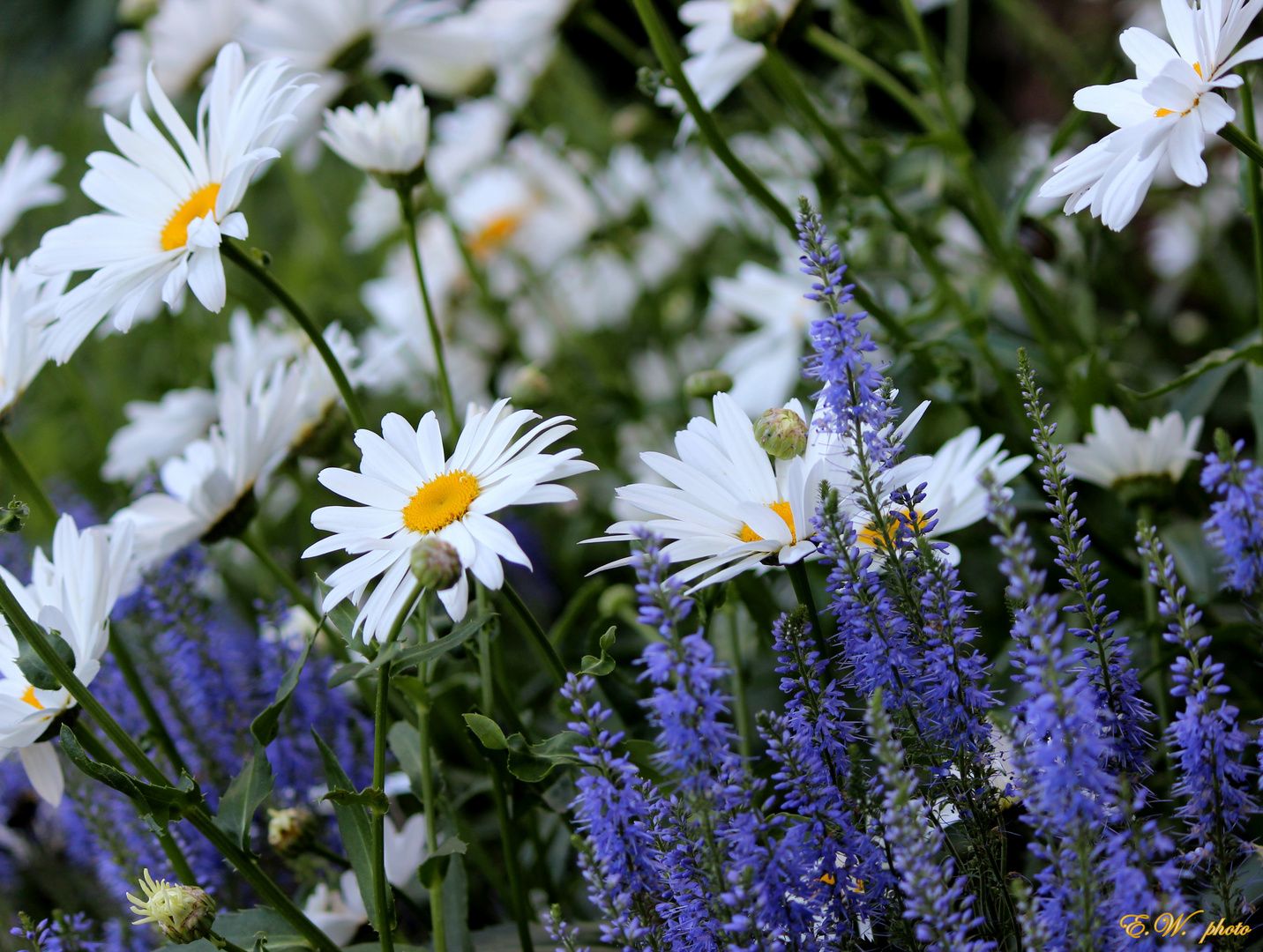 Blumengrüße...