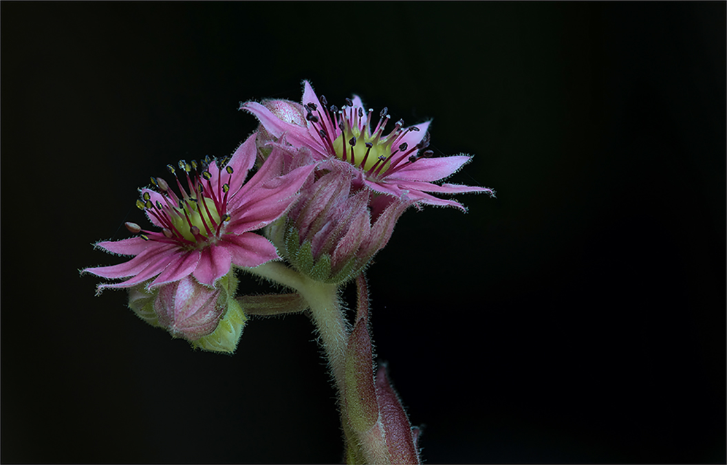 Blumengrüße...