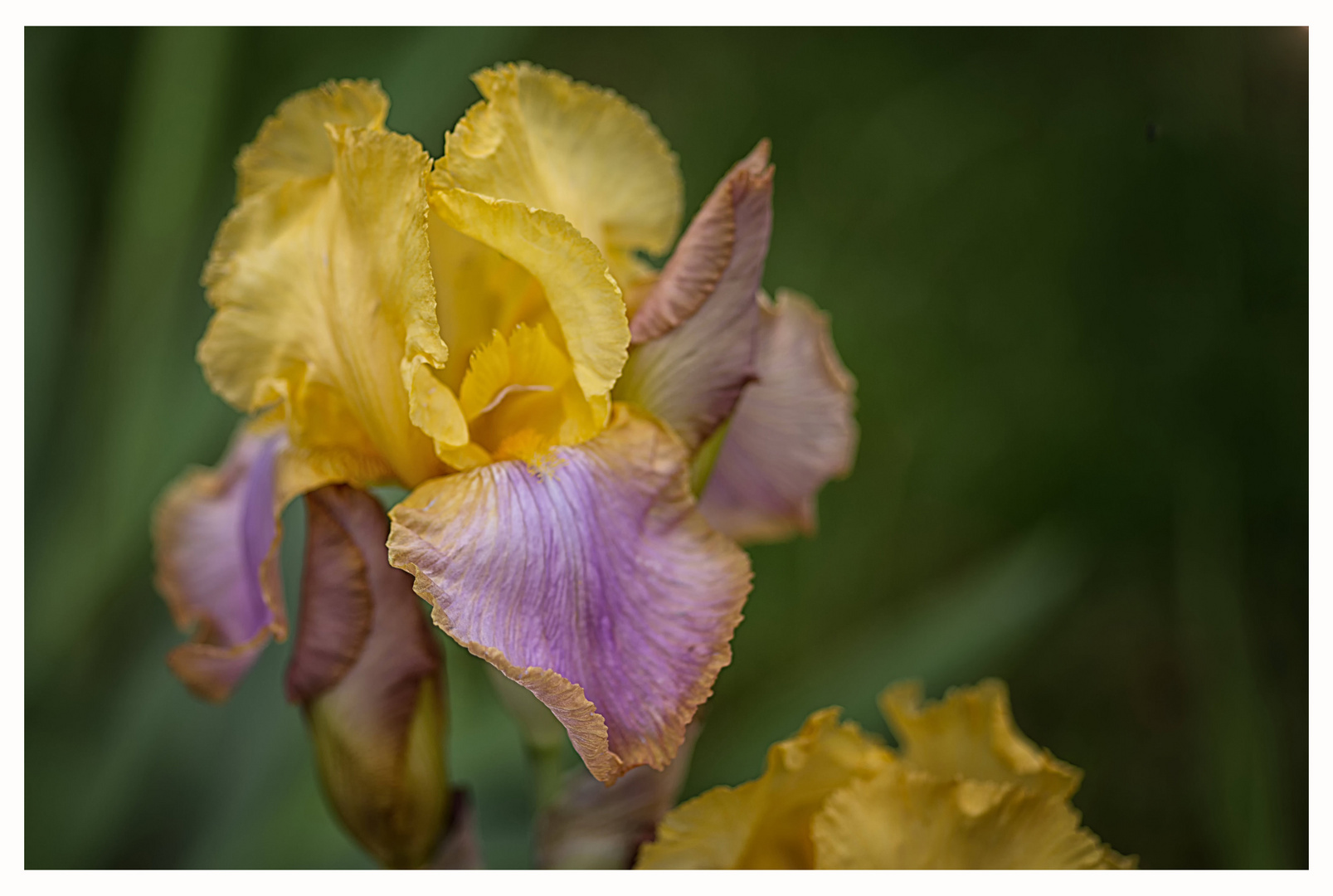 Blumengrüße am Mittwoch