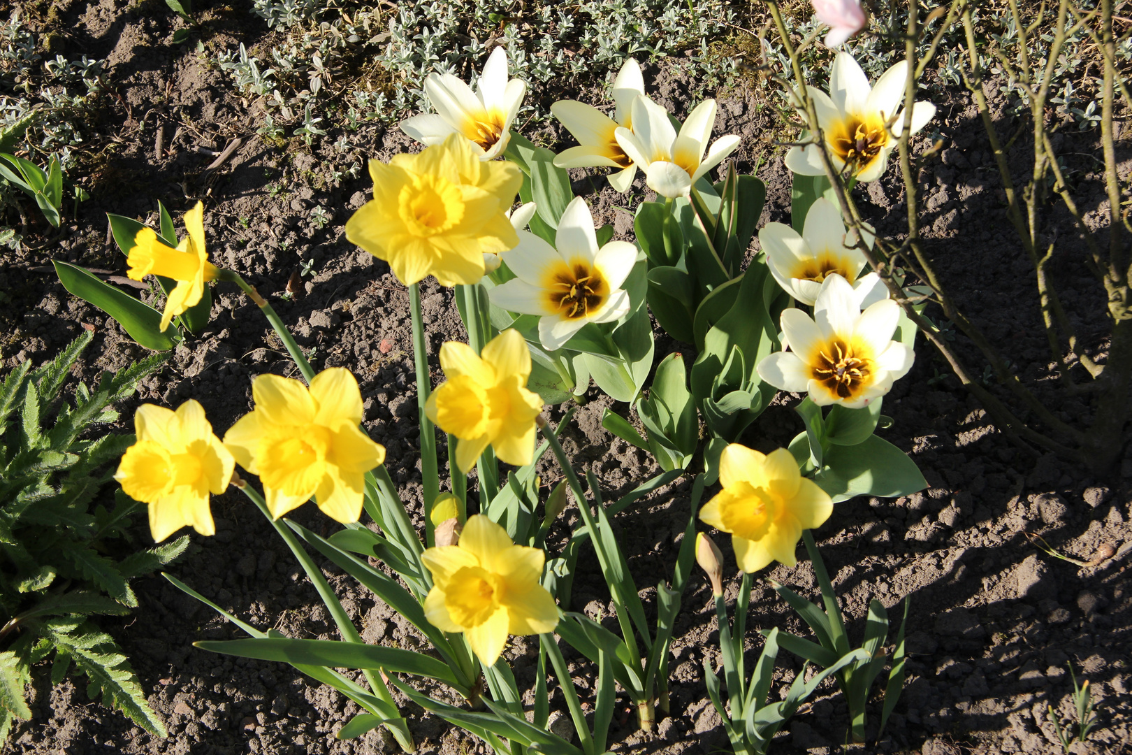 Blumengrüße an alle ........... der Frühling ist da ...........