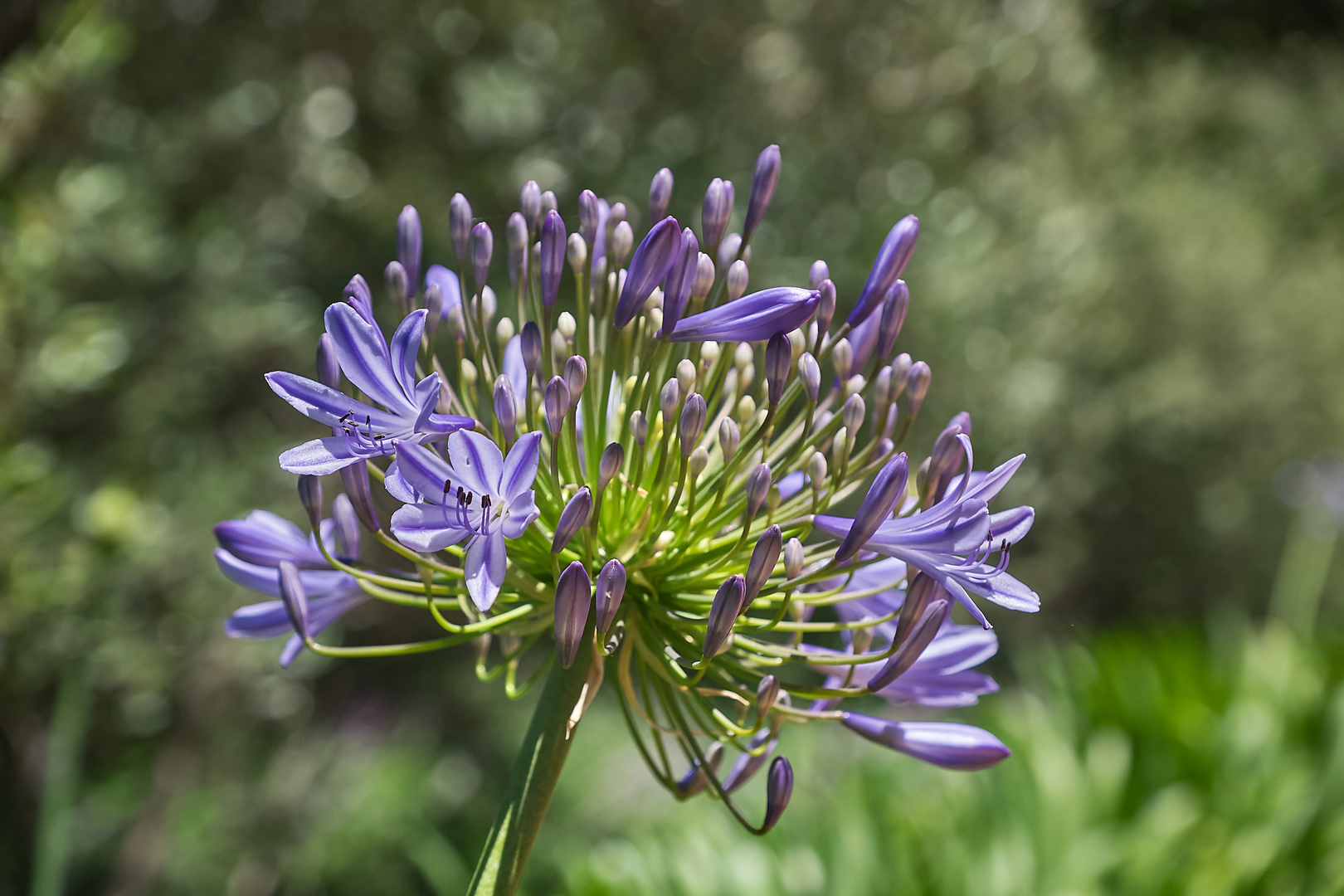 Blumengrüße aus Afrika