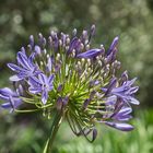 Blumengrüße aus Afrika