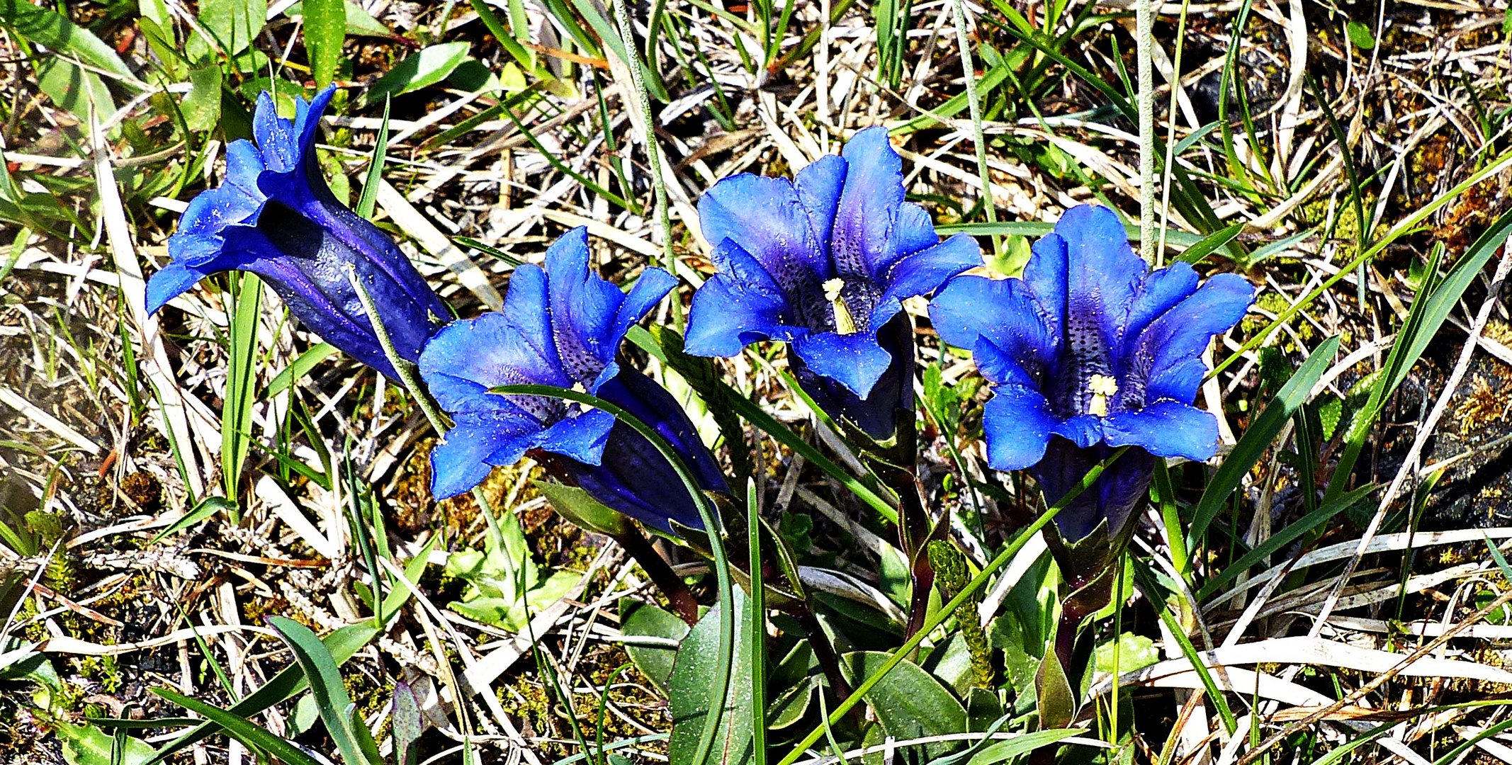 Blumengrüße aus Bayern