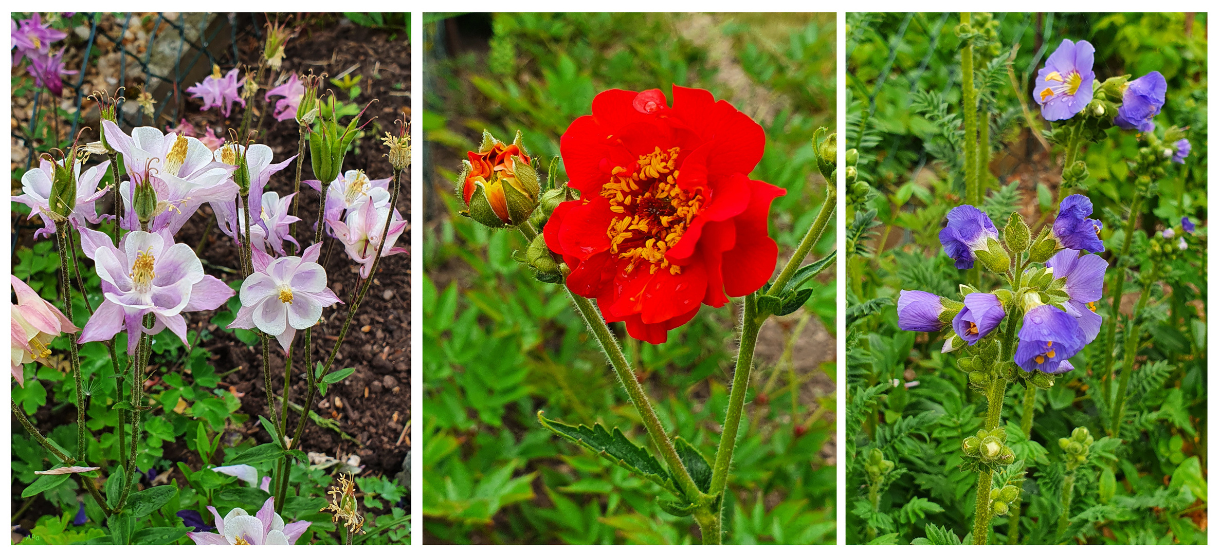 Blumengrüße aus dem Garten