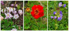 Blumengrüße aus dem Garten