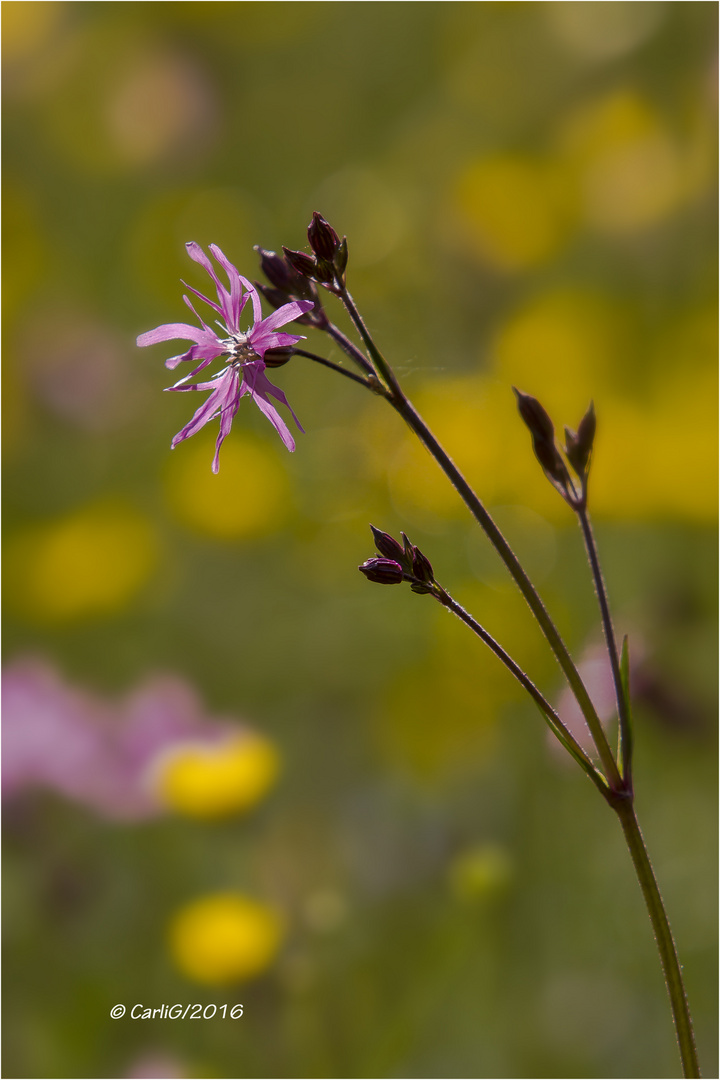 Blumengrüße aus den Riedwiesen 