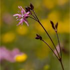 Blumengrüße aus den Riedwiesen 