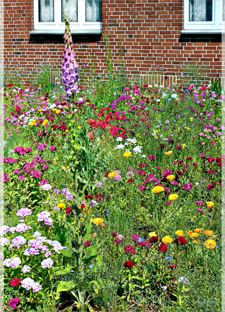 * Blumengrüße aus einem städtischen Vorgarten *