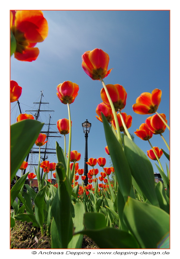 Blumengrüße aus Papenburg