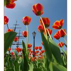 Blumengrüße aus Papenburg