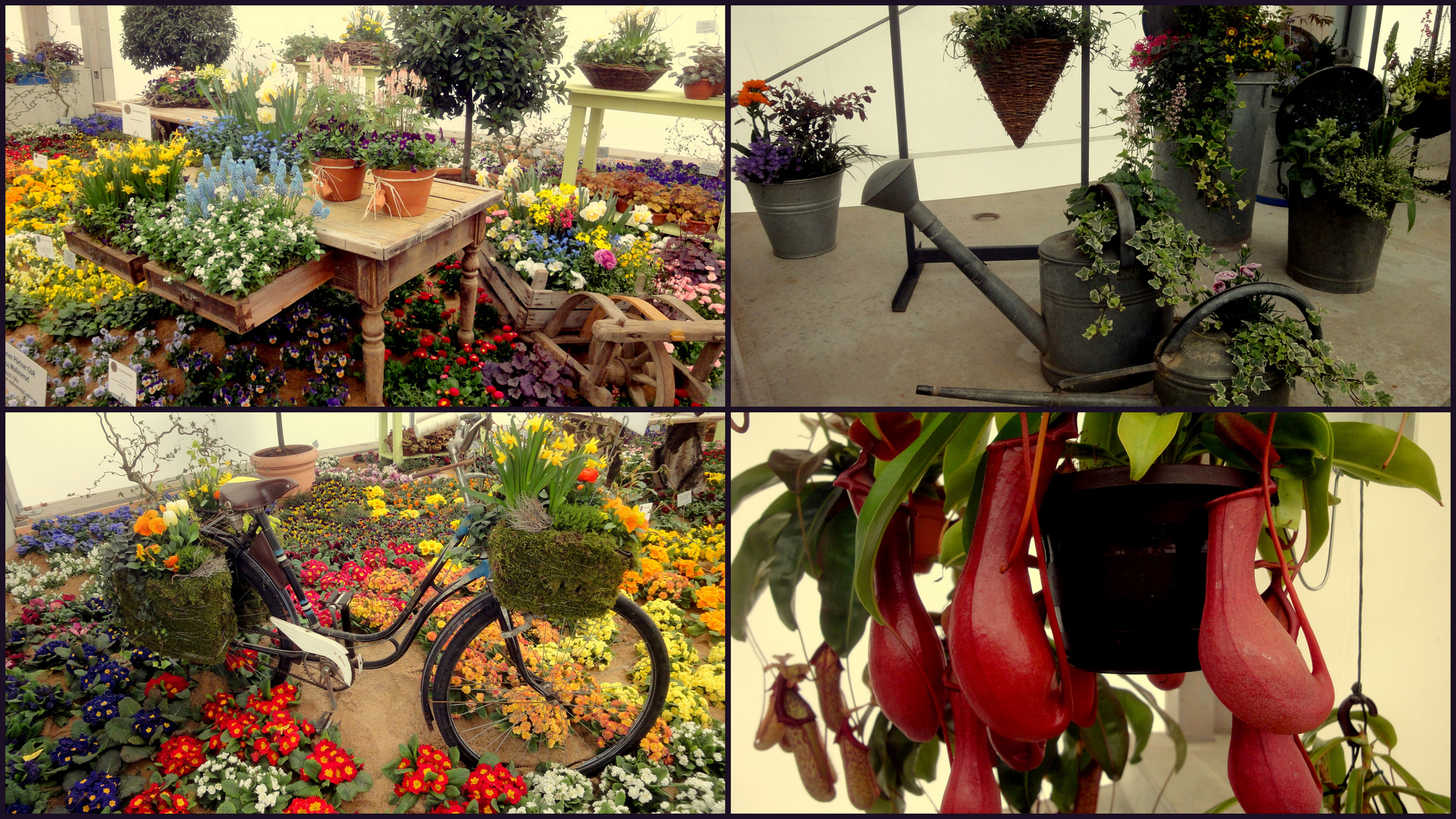 Blumengrüße Foto & Bild | pflanzen, pilze & flechten, blüten