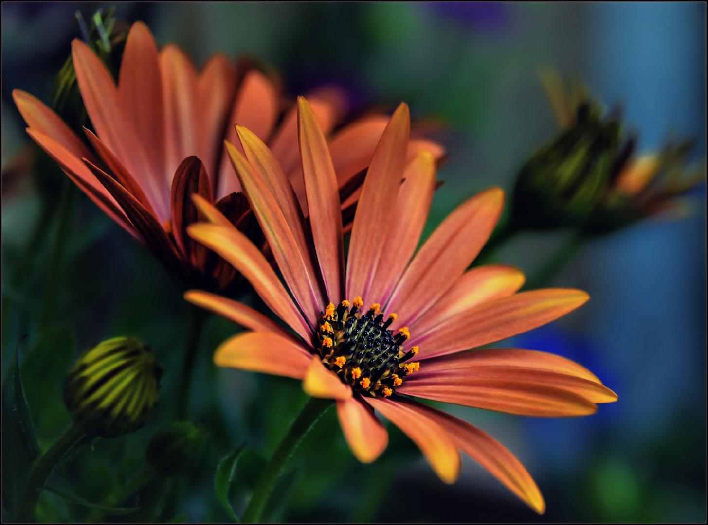 Blumengrüße Foto & Bild | spezial, natur, pflanzen Bilder auf