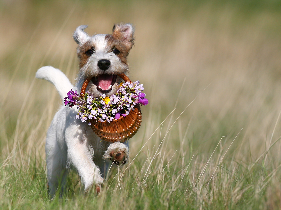 Blumengrüße für Frauchen