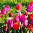 Blumengrüße - Tulpen