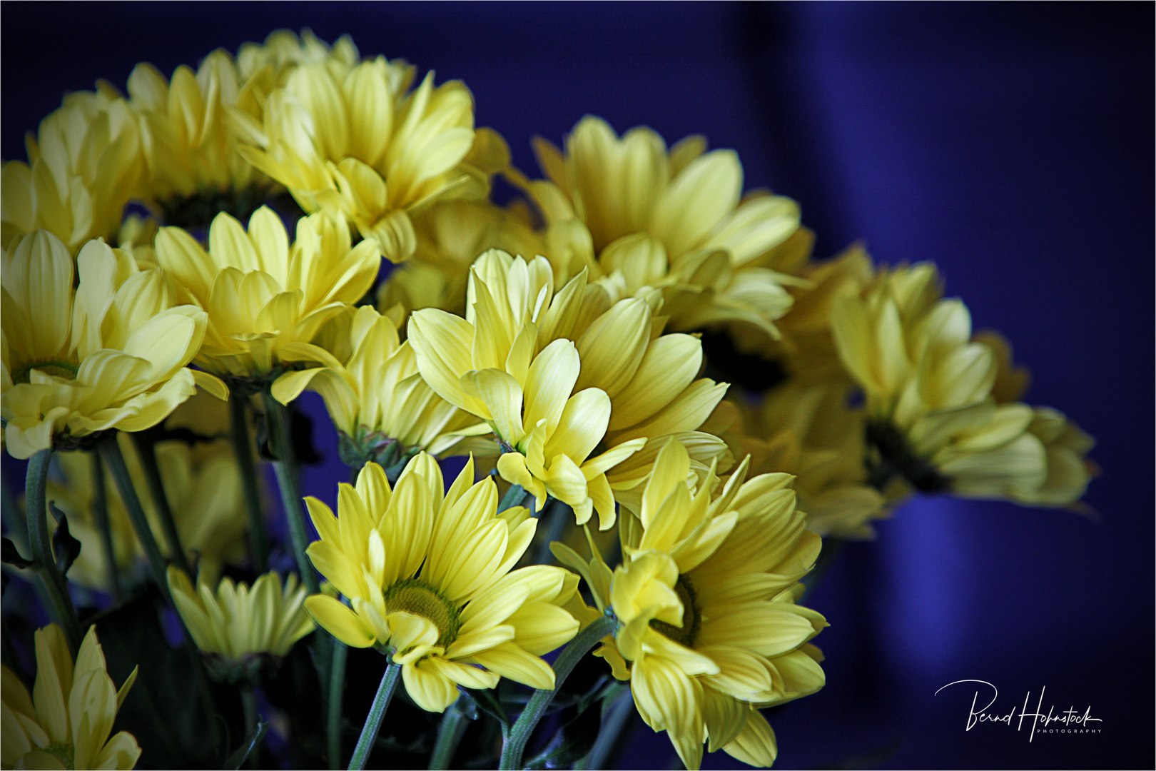 Blumengrüße .... weil heute Sonntag ist ...