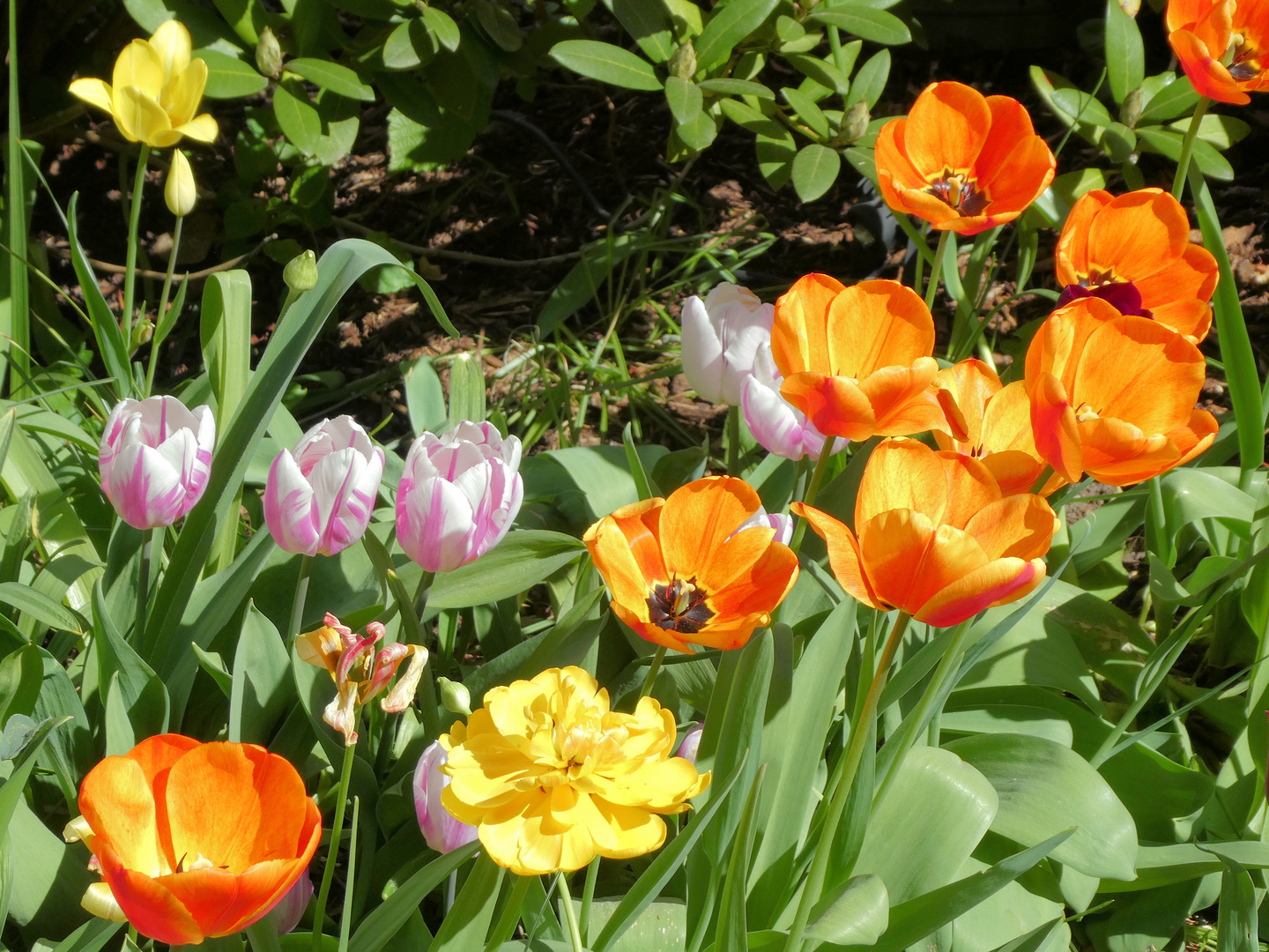 Blumengrüße zum Ostermontag