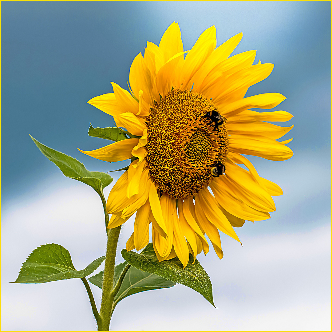 Blumengruß Foto & Bild | pflanzen, pilze & flechten, blüten