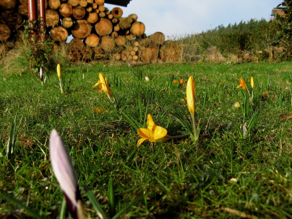 Blumengruß am Morgen...