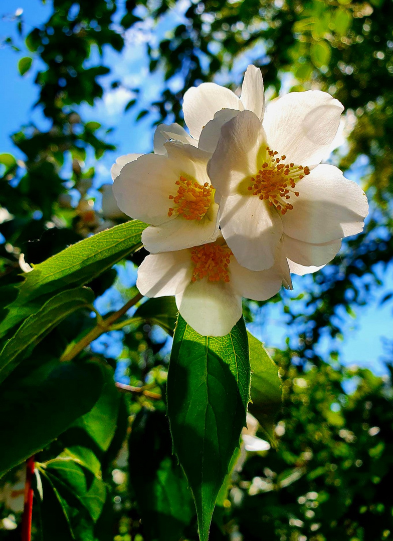 Blumengruß aus Nachbars Garten