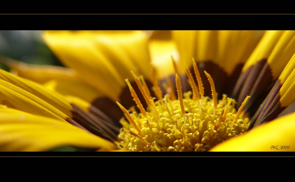 Blumengruß Foto & Bild | pflanzen, pilze & flechten, blüten
