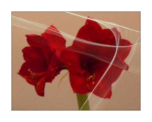 Blumengruß mit Ritterstern