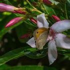 BLUMENGRUSS MIT SCHMETTERLING