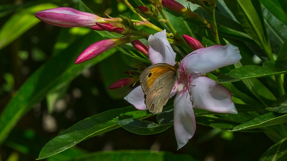 BLUMENGRUSS MIT SCHMETTERLING