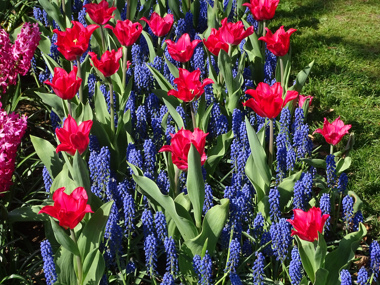 Blumengruß vom Keukenhof