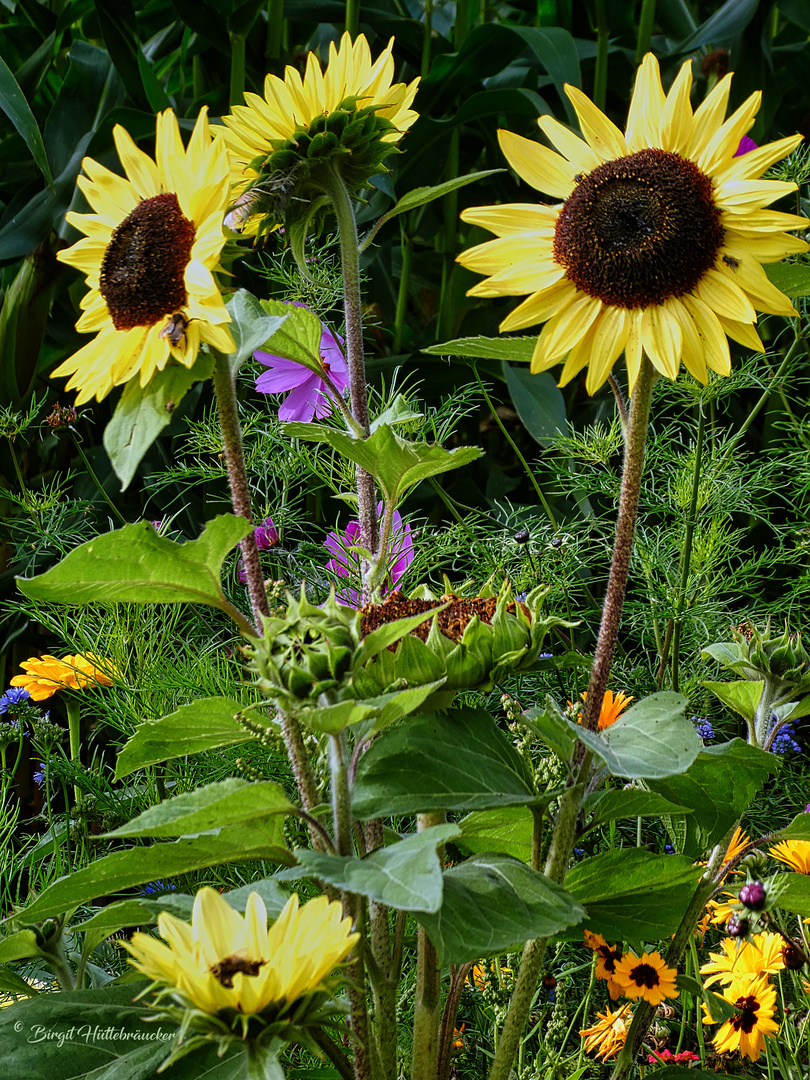 Blumengruß zwischen Spätsommer und Herbst