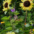 Blumengruß zwischen Spätsommer und Herbst