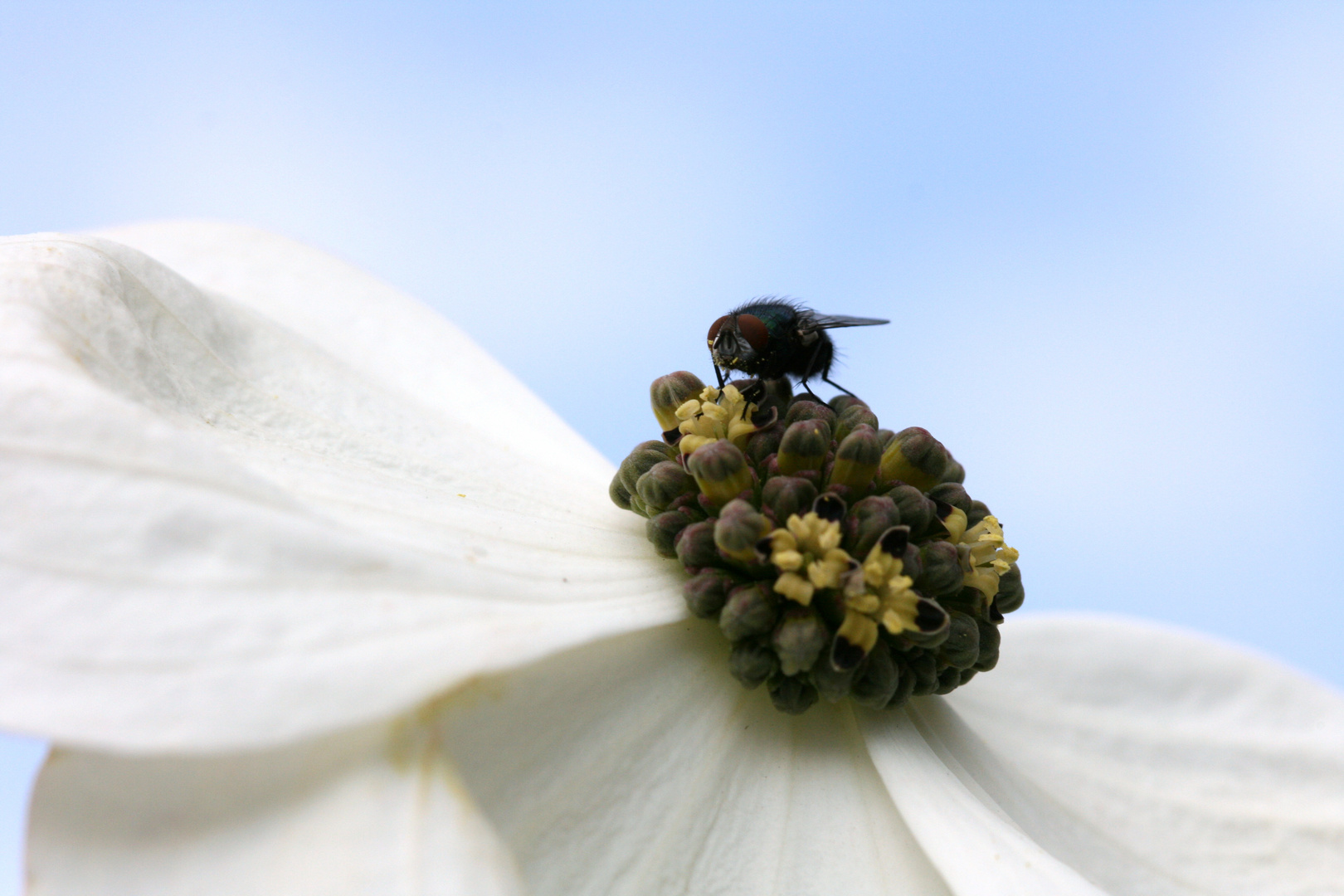 Blumenhartriegel