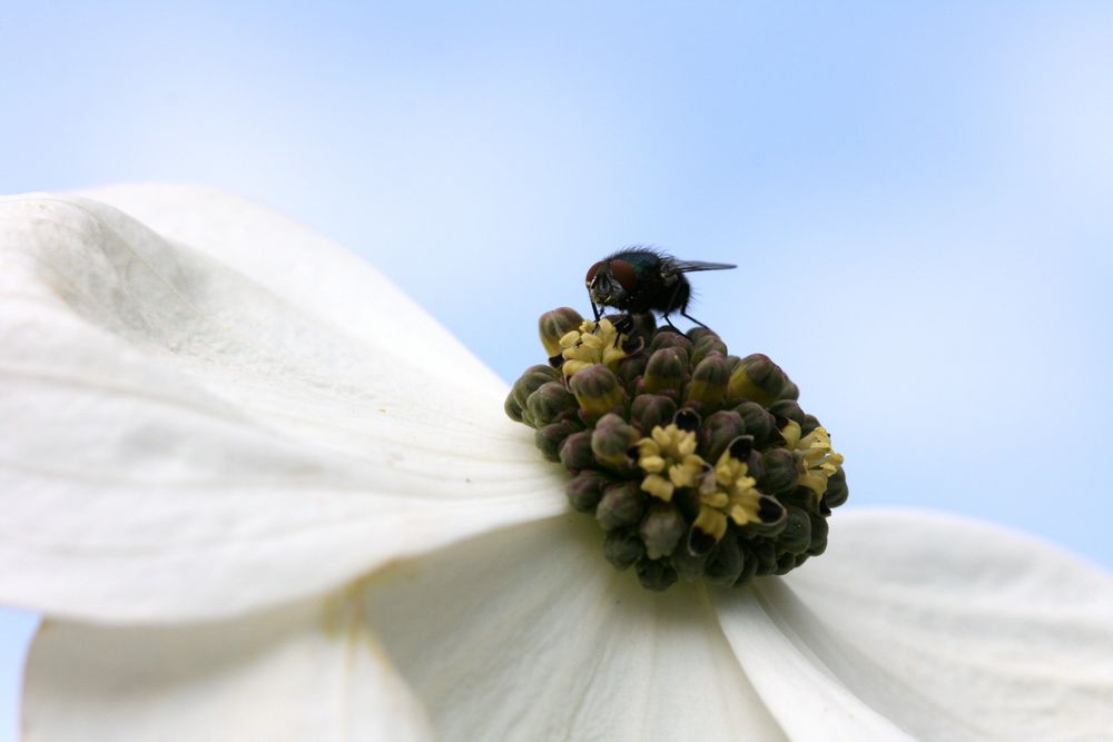 Blumenhartriegel von hpmoellers 