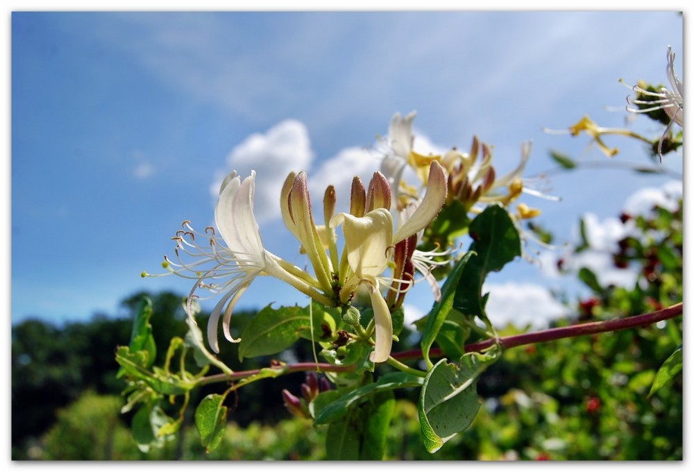 Blumenhimmel