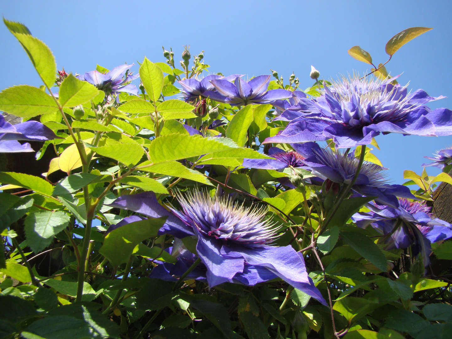 Blumenhimmelblau