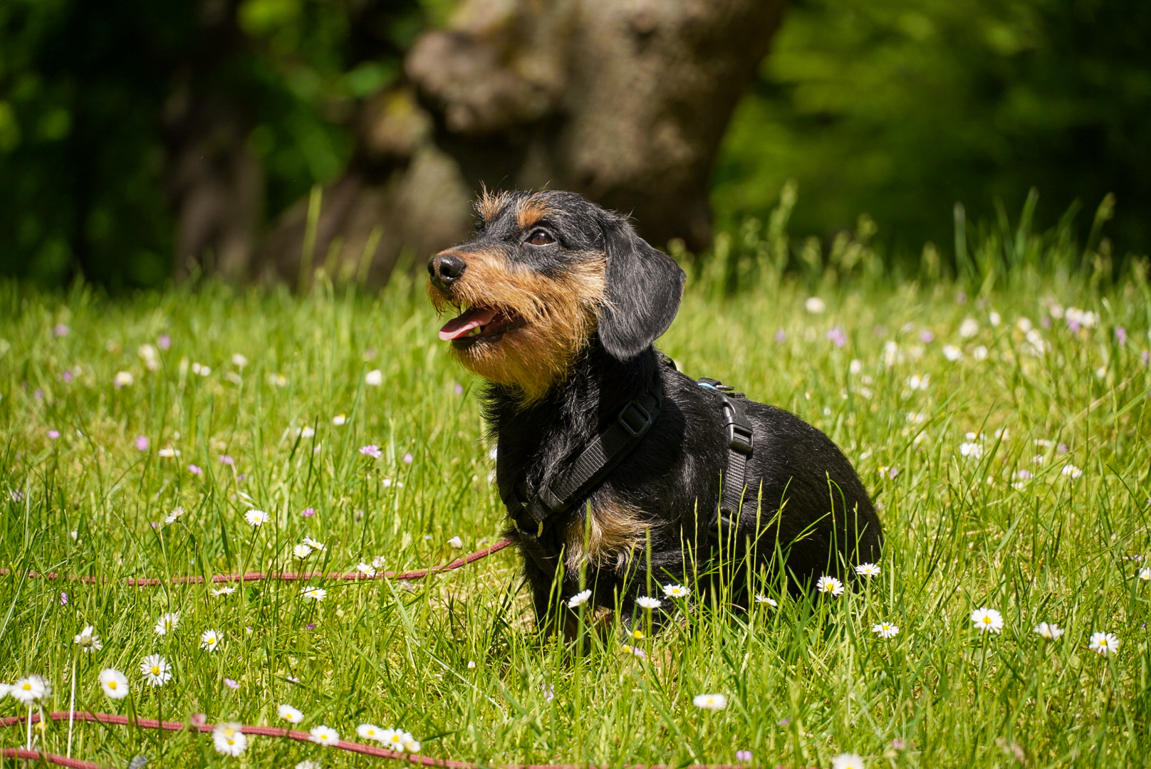 Blumenhund