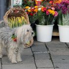 Blumenhund