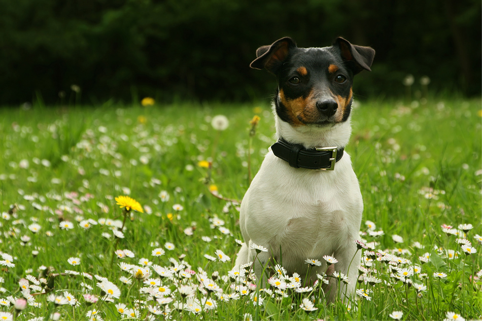 Blumenhund