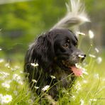 Blumenhund im Glück