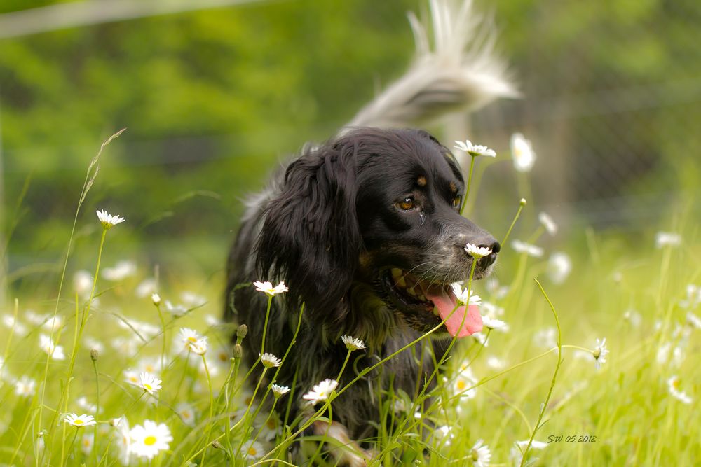 Blumenhund im Glück