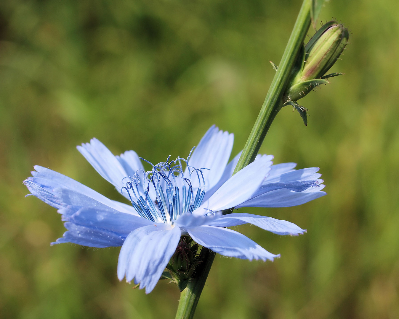 Blumen....immer ein Hingucker....