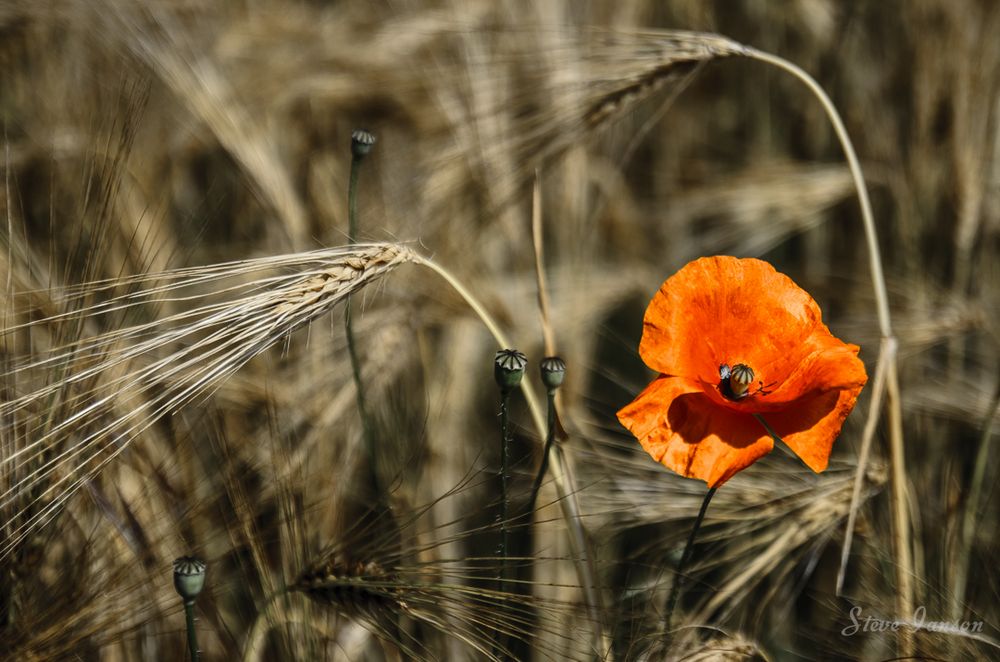 Blumenimpressionen #1